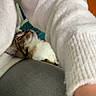 casual, cat, comfort, cozy, curious, door, feline, fur, home, human_arm, indoor, lap, looking_up, person, pet, relaxed, resting, soft_texture, warm, white_sweater