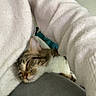 Nina a rejoint le concours — aidez-le/la à gagner de superbes lots ! cat, clothing, comfort, cozy, cute, domestic_animal, feline, fur, gray_pants, home, indoor, lap, person, pet, relaxation, resting, sleeping, sweater, tabby, whiskers