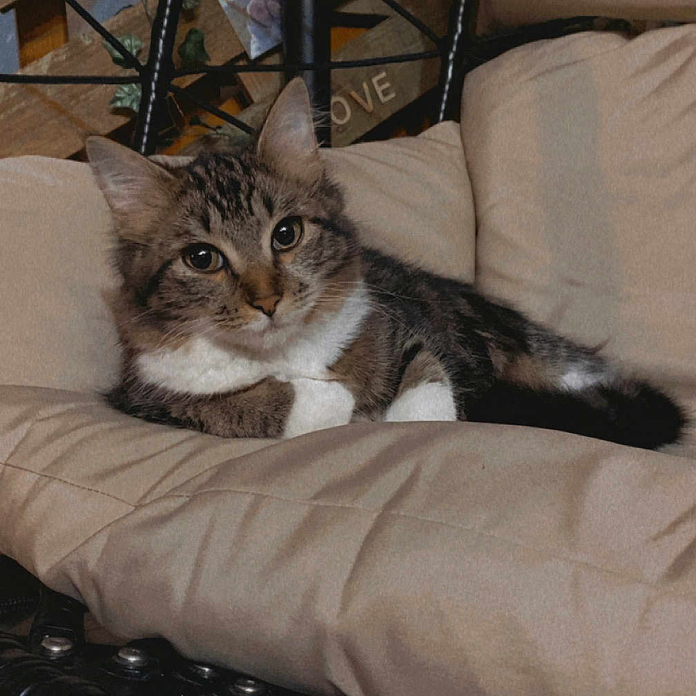 Nina a rejoint le concours — aidez-le/la à gagner de superbes lots ! cat, chair, cozy, cushion, decor, ears, fur, furniture, home, indoor, looking, love, pet, photo, relaxed, sign, tabby, tail, whiskers, wood