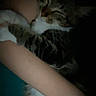affection, animal, arms, calm, cat, closeup, comfort, cozy, cuddle, dark, feline, fur, hug, indoor, person, pet, resting, sleepy, striped, tabby_cat