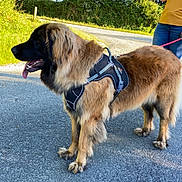 Ulkane participe au concours pour gagner de l'argent avec cette photo : black_coat, blue_jeans, brown_coat, bushes, canine, dog, fluffy, greenery, harness, leash, nature, outdoor, paved_road, person_partial, pet, sunlight, tongue_out, trees, walking, yellow_shirt
