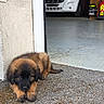 Ulkane participe au concours pour gagner de l'argent avec cette photo : animal, building, curious, cute, dog, doorway, emergency_vehicle, floor, fur, garage, ground, laying, light, outdoor, pet, puppy, red, vehicle, white, young