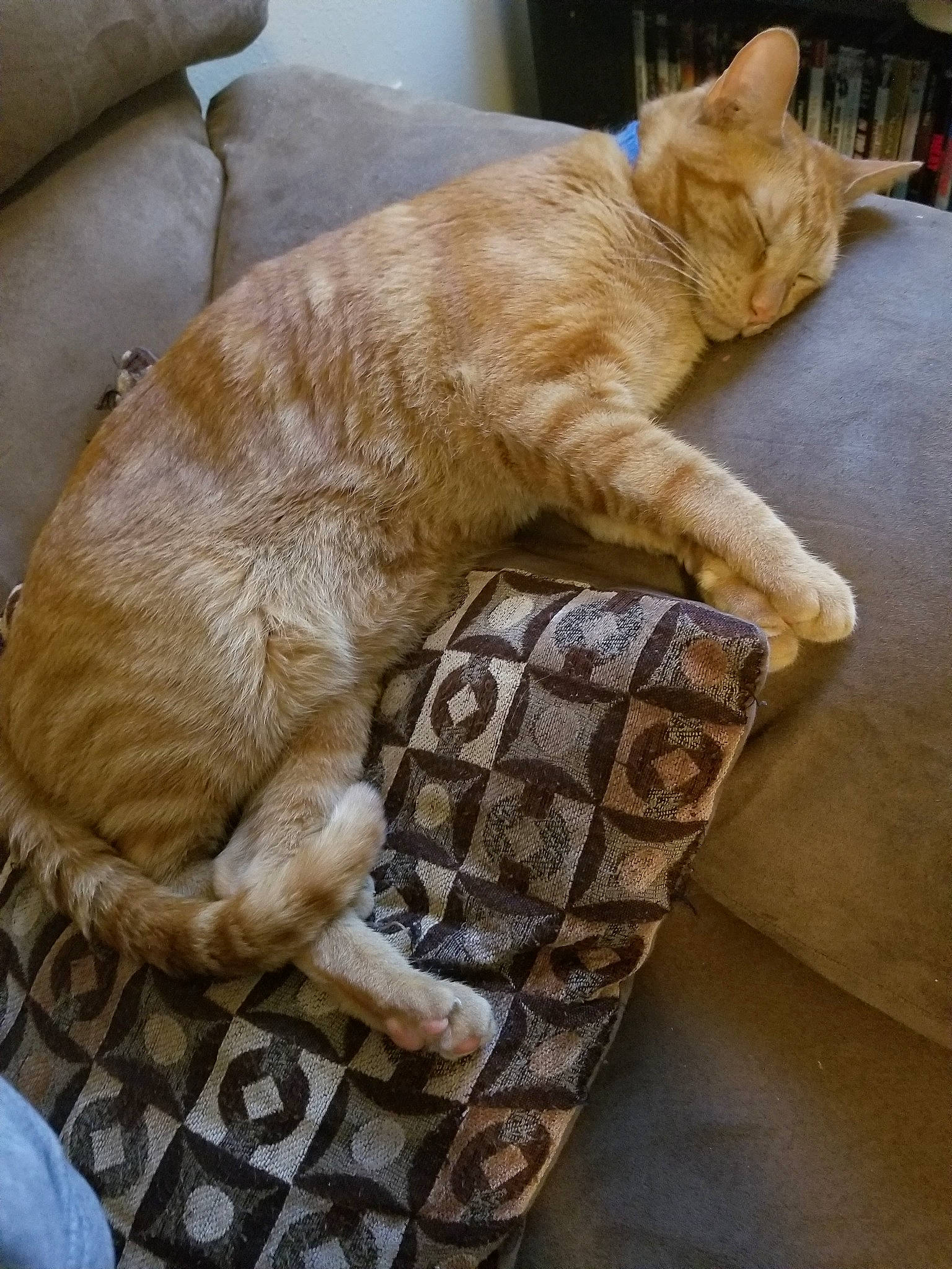 Sam joined the competition — help win amazing prizes! arabian_mau, asian, australian_mist, carnivore, cat, domestic_short_haired_cat, european_shorthair, fawn, felidae, german_rex, nap, paw, small_to_medium_sized_cats, tabby_cat, tail, whiskers