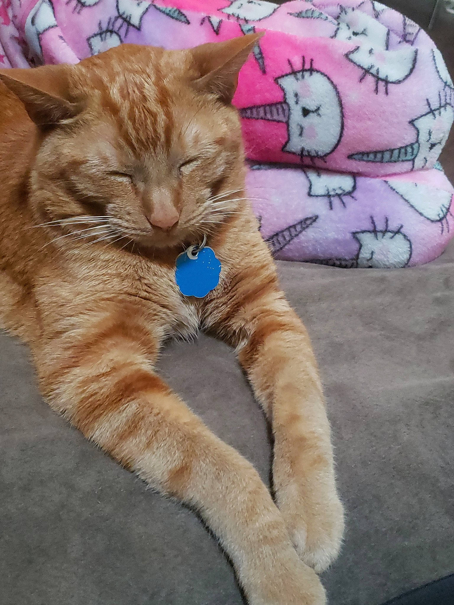 Sam is registered to the contest to win money with this photo: asian, carnivore, cat, claw, domestic_short_haired_cat, european_shorthair, fawn, felidae, fur, german_rex, kitten, mammal, ojos_azules, paw, polydactyl_cat, small_to_medium_sized_cats, tabby_cat, tail, whiskers