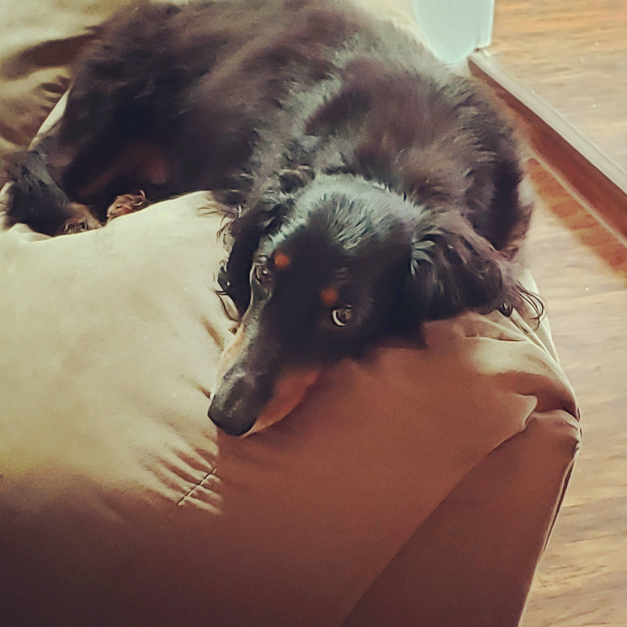 Charlie is registered to the contest to win money with this photo: borzoi, canidae, carnivore, companion_dog, dog, dog_breed, ear, fur, silken_windhound, sky, snout, sporting_group