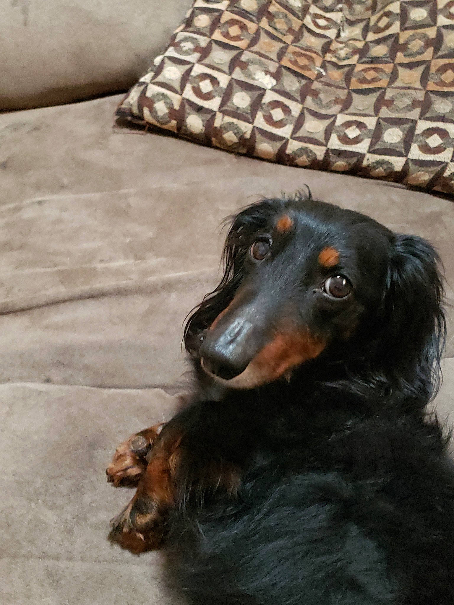 Charlie is registered to the contest to win money with this photo: canidae, carnivore, companion_dog, dachshund, dog, dog_breed, gordon_setter, sporting_group, vertebrate