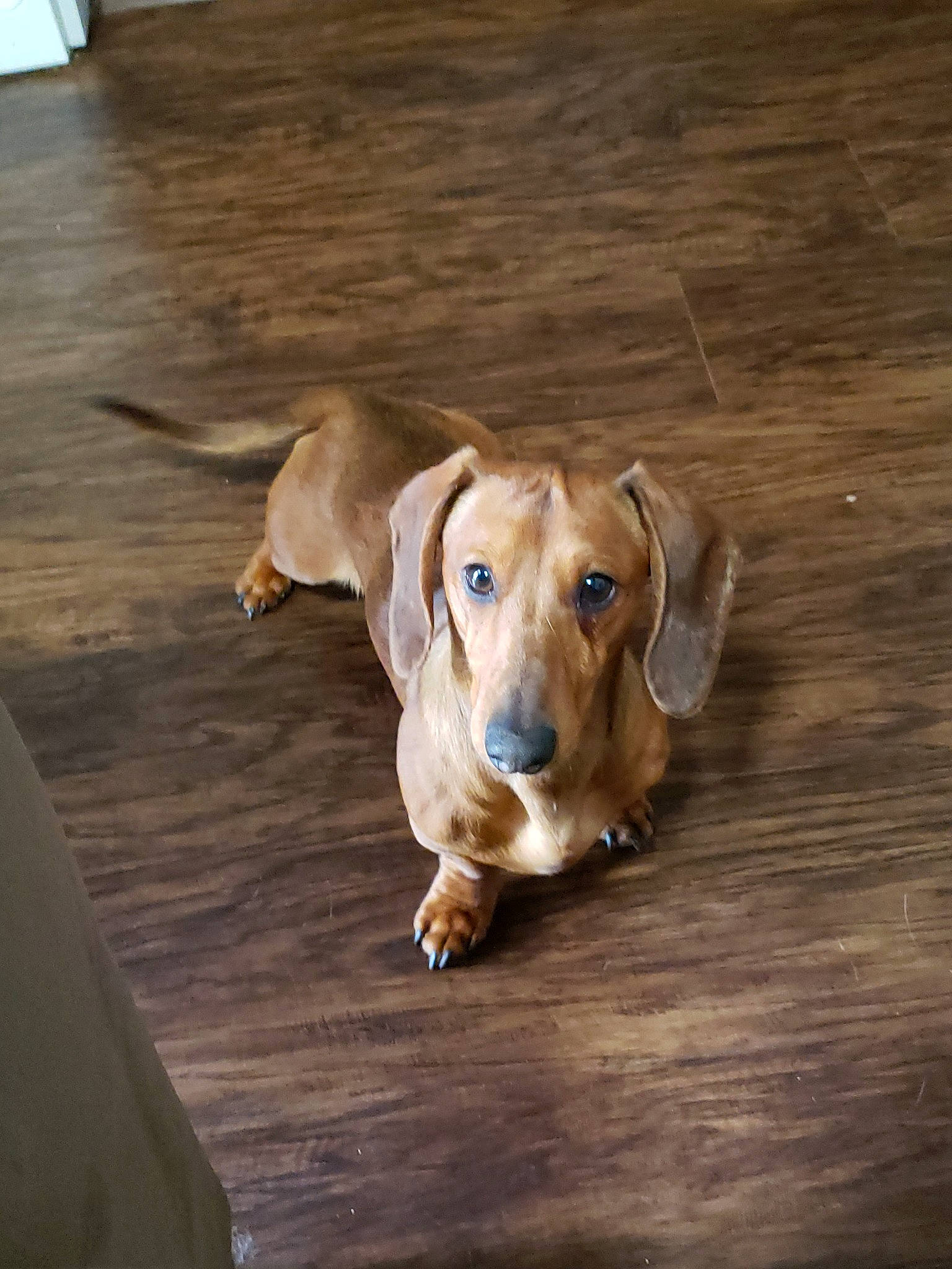 O'Malley joined the competition — help win amazing prizes! beagador, canidae, carnivore, companion_dog, dachshund, dog, dog_breed, ear, fawn, floor, flooring, hound, mammal, rare_breed_dog, redbone_coonhound, scent_hound, snout, vertebrate