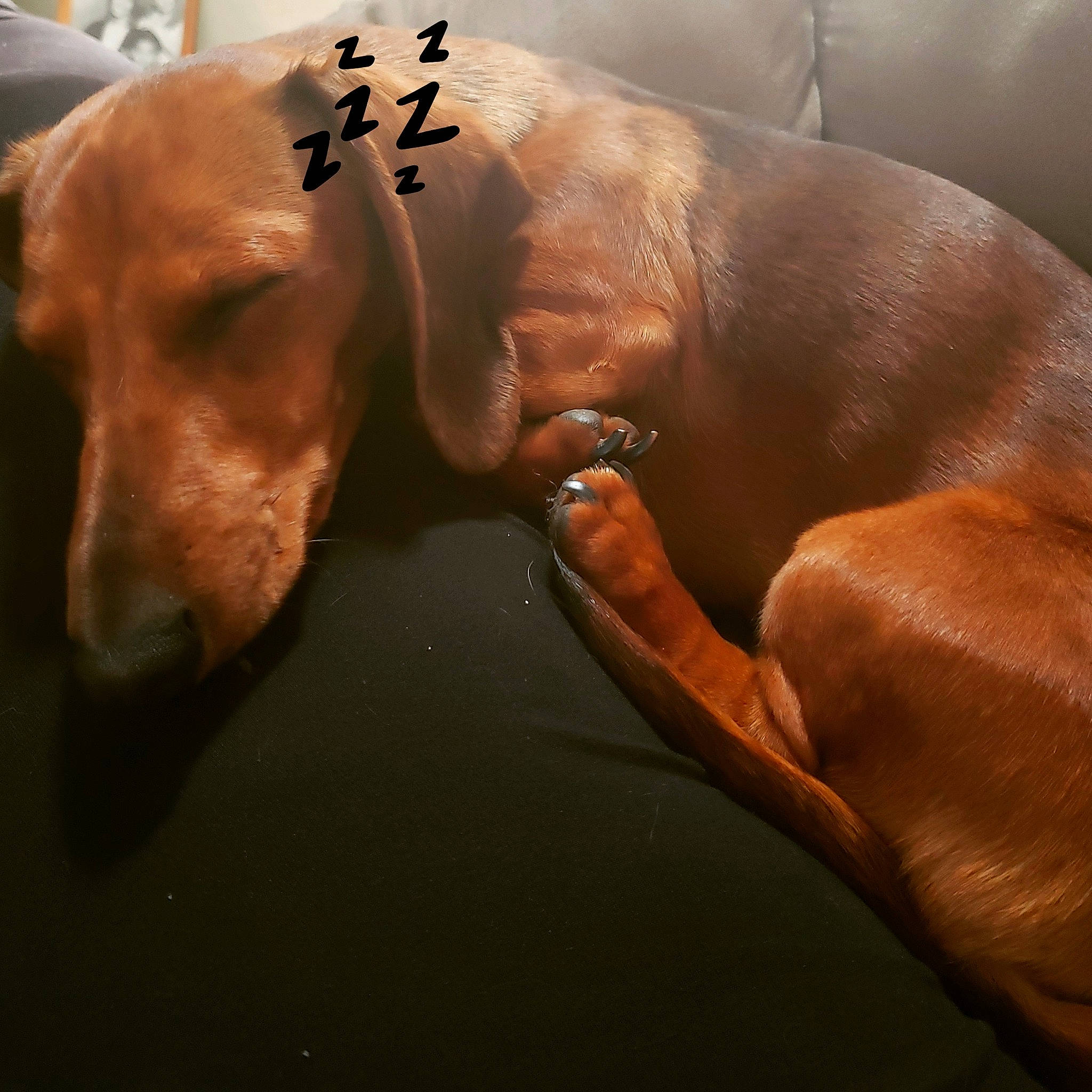 O'Malley is registered to the contest to win money with this photo: canidae, carnivore, dog, dog_breed, fawn, pointing_breed, snout, sporting_group, vizsla, weimaraner