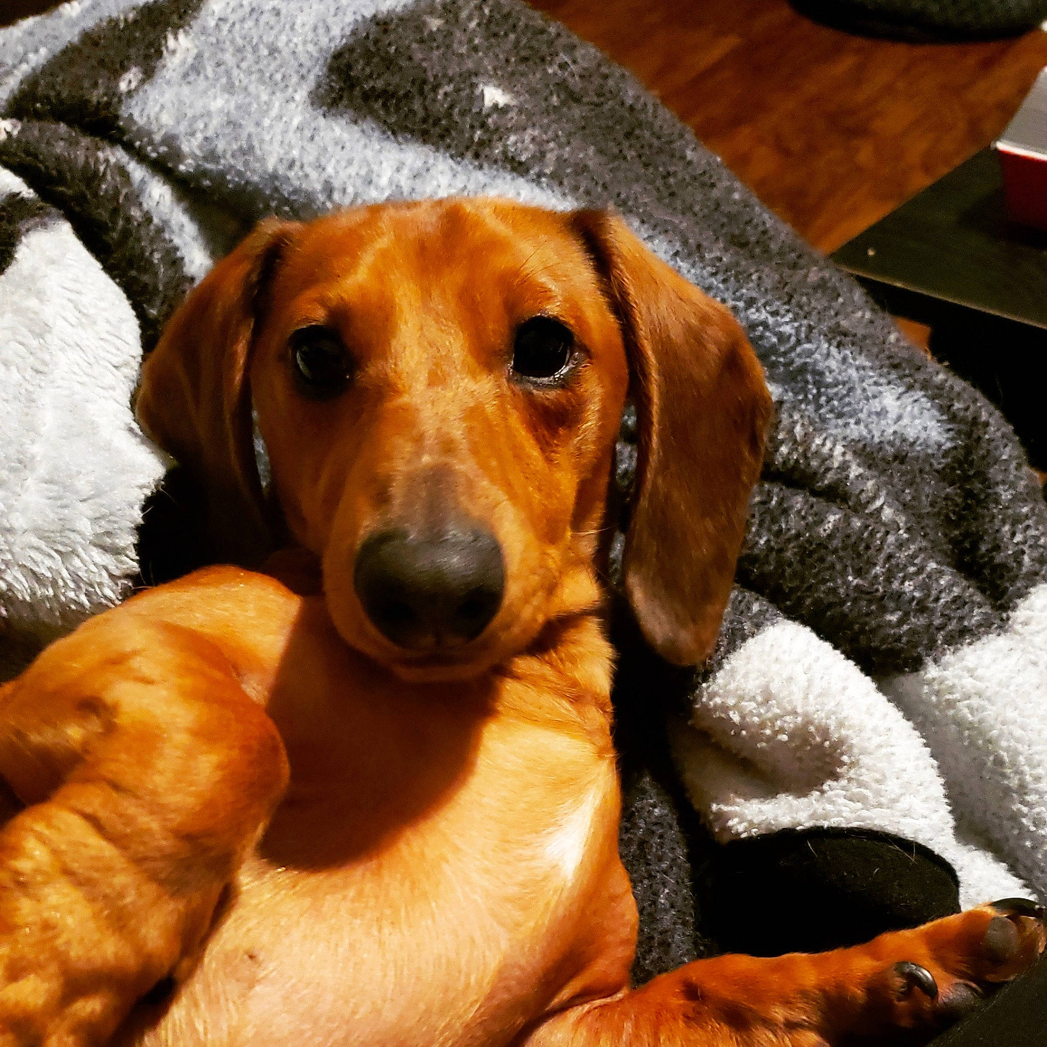 O'Malley is registered to the contest to win money with this photo: american_foxhound, beagador, canidae, carnivore, companion_dog, dachshund, dog, dog_breed, ear, english_coonhound, fawn, harrier, hound, mammal, rare_breed_dog, scent_hound, snout, tyrolean_hound, vertebrate, whiskers