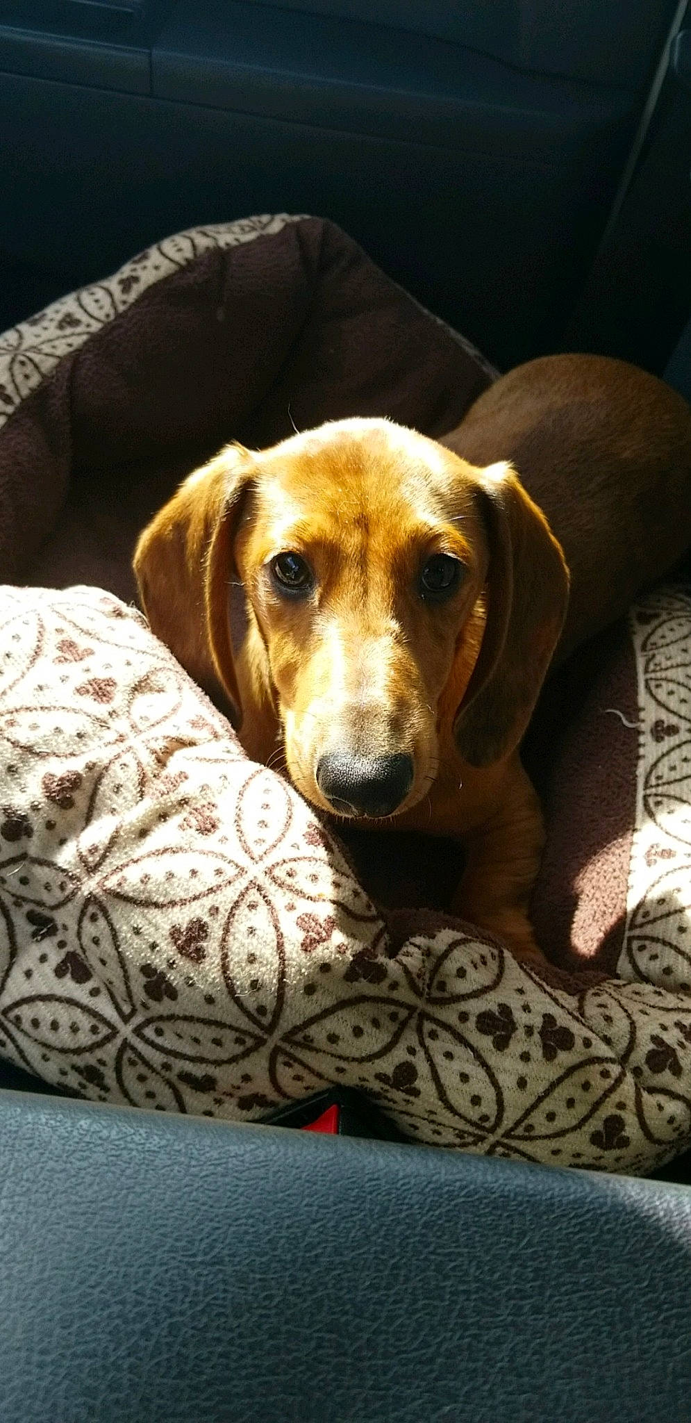O'Malley is registered to the contest to win money with this photo: beagador, beagle, canidae, carnivore, companion_dog, coonhound, couch, dachshund, dog, dog_bed, dog_breed, english_coonhound, harrier, hound, mammal, redbone_coonhound, rhodesian_ridgeback, scent_hound, snout, vertebrate