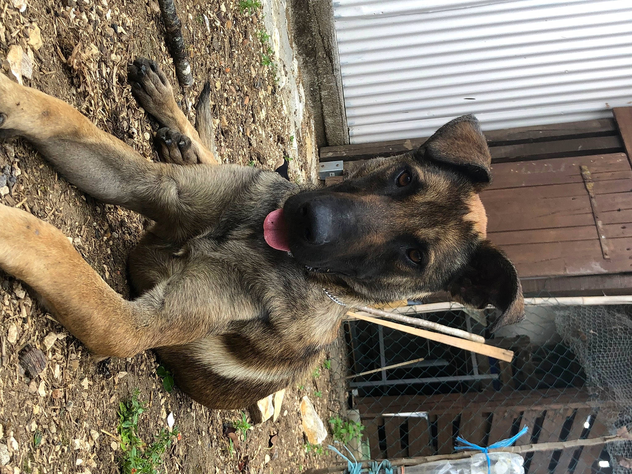 Hobby participe au concours pour gagner de l'argent avec cette photo : carnivore, dog, dog_breed, fawn, fur, marsupial, plant, snout, sporting_group, tail, terrestrial_animal, tree, trunk, wildlife, window, wood, working_animal, zoo