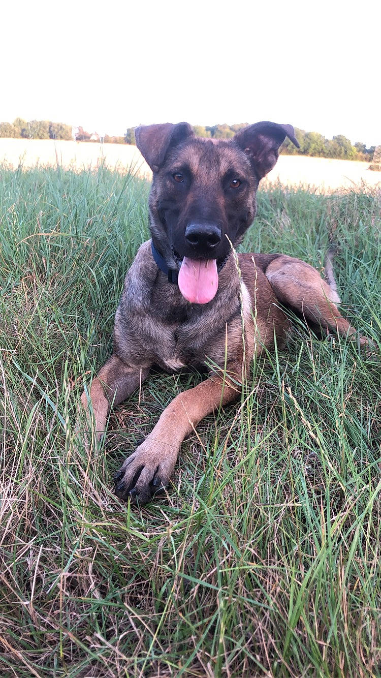 Hobby participe au concours pour gagner de l'argent avec cette photo : borador, carnivore, collar, companion_dog, dog, dog_breed, dog_collar, fawn, grass, grassland, guard_dog, liver, plant, prairie, sky, sporting_group, terrestrial_animal, working_animal, working_dog, working_terrier