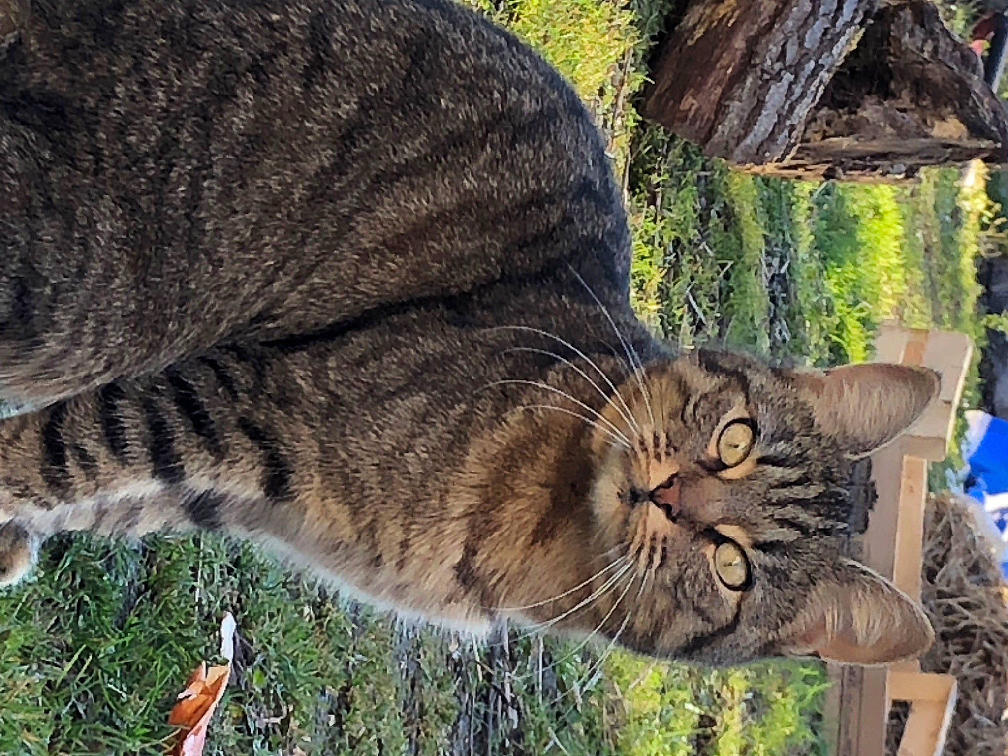 Moumoune participe au concours pour gagner de l'argent avec cette photo : bobcat, carnivore, cat, domestic_short_haired_cat, felidae, fur, grass, plant, small_to_medium_sized_cats, snout, tail, terrestrial_animal, tree, trunk, whiskers, wildlife