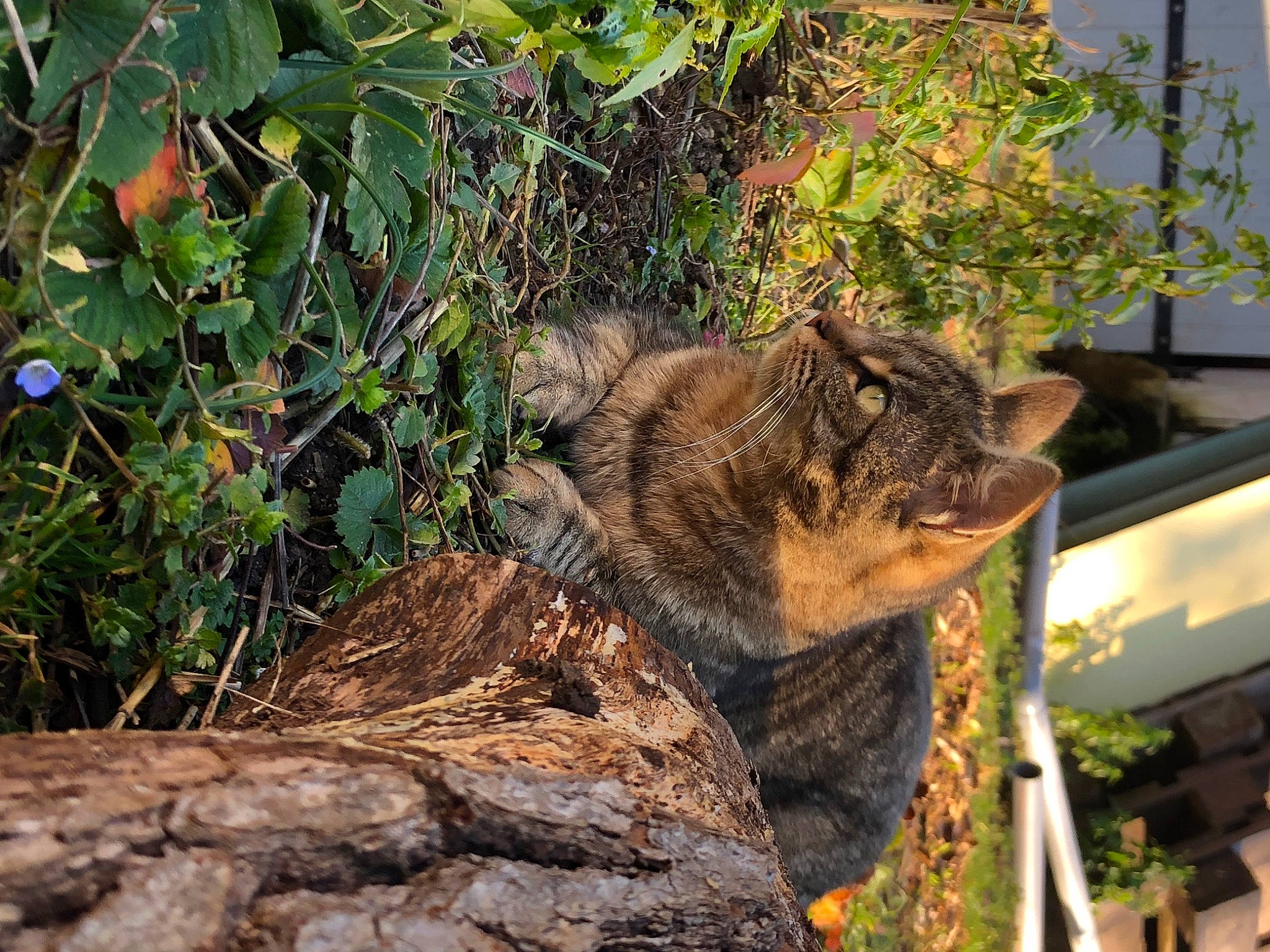 Moumoune participe au concours pour gagner de l'argent avec cette photo : branch, carnivore, domestic_short_haired_cat, fawn, felidae, grass, iguania, marsupial, natural_material, plant, reptile, small_to_medium_sized_cats, snout, soil, tail, terrestrial_animal, tree, trunk, twig, wood