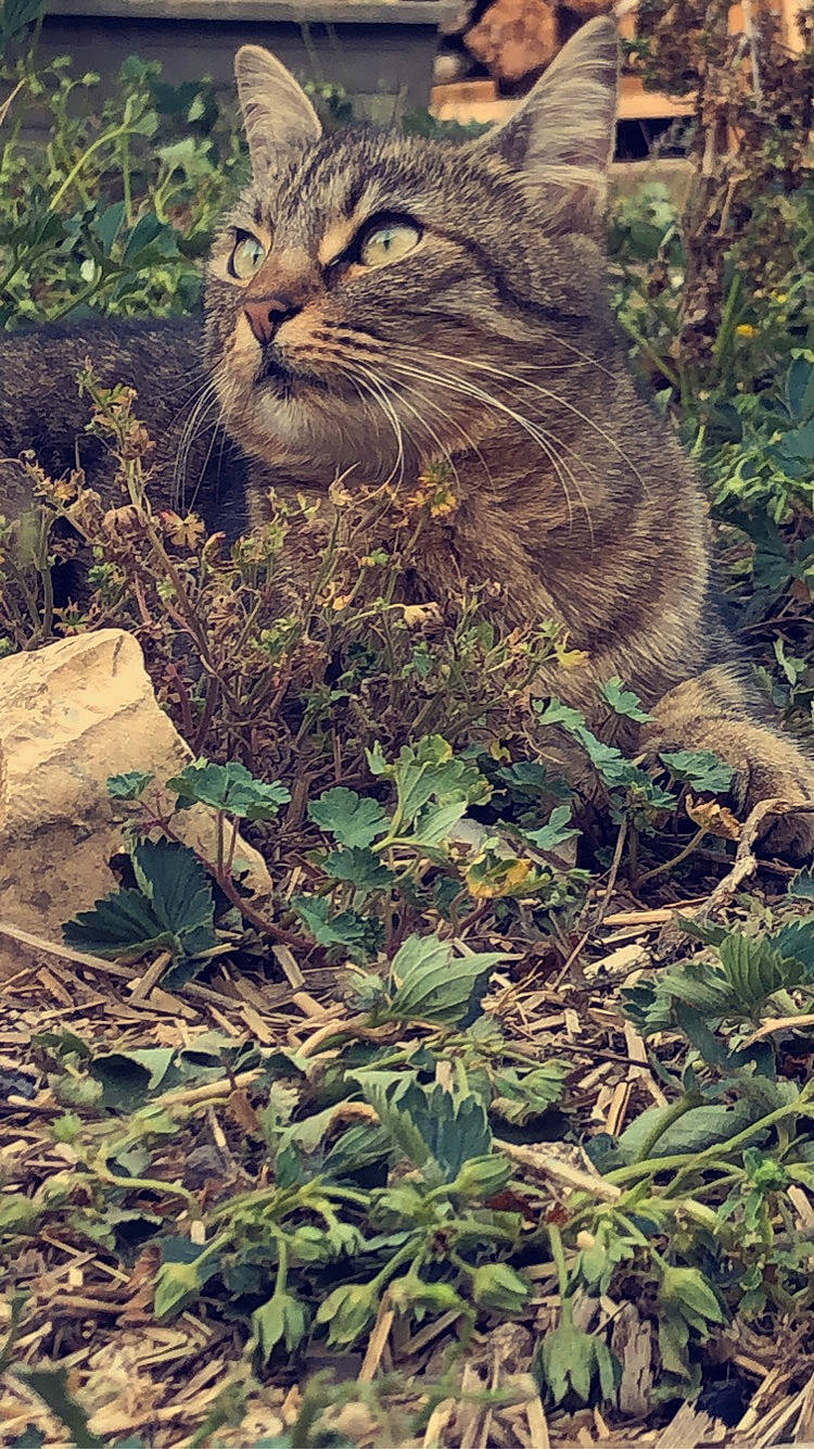 Moumoune a rejoint le concours — aidez-le/la à gagner de superbes lots ! adaptation, big_cats, carnivore, cat, fawn, felidae, grass, green, groundcover, leaf, organism, plant, plant_community, small_to_medium_sized_cats, terrestrial_animal, terrestrial_plant, tree, vegetation, vertebrate, whiskers