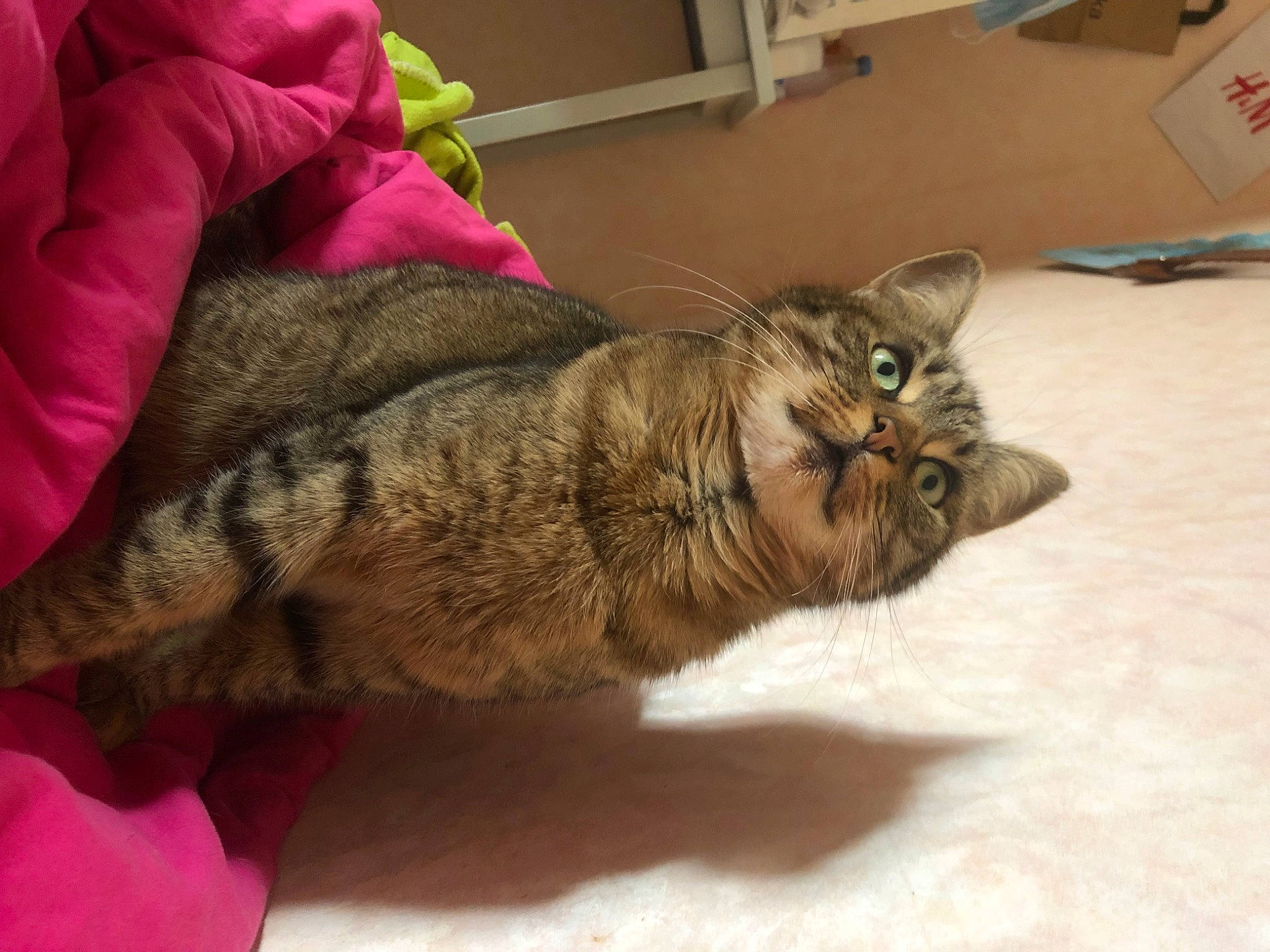 Moumoune participe au concours pour gagner de l'argent avec cette photo : box, carnivore, cat, claw, comfort, domestic_short_haired_cat, fawn, felidae, flooring, fur, nap, paw, room, sleep, small_to_medium_sized_cats, snout, tail, terrestrial_animal, whiskers