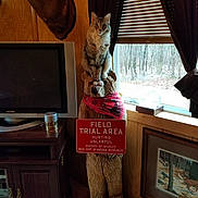 Jaxon joined the competition — help win amazing prizes! bandana, blinds, cabinet, carved_bear, cat, curtains, deer_mount, field_trial_sign, forest_outside, indoor, pet, portrait, rustic_decor, statue, tabby_cat, television, tv_stand, window, wood_paneling, wooden_bear