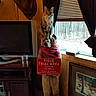 bandana, blinds, cabinet, carved_bear, cat, curtains, deer_mount, field_trial_sign, forest_outside, indoor, pet, portrait, rustic_decor, statue, tabby_cat, television, tv_stand, window, wood_paneling, wooden_bear