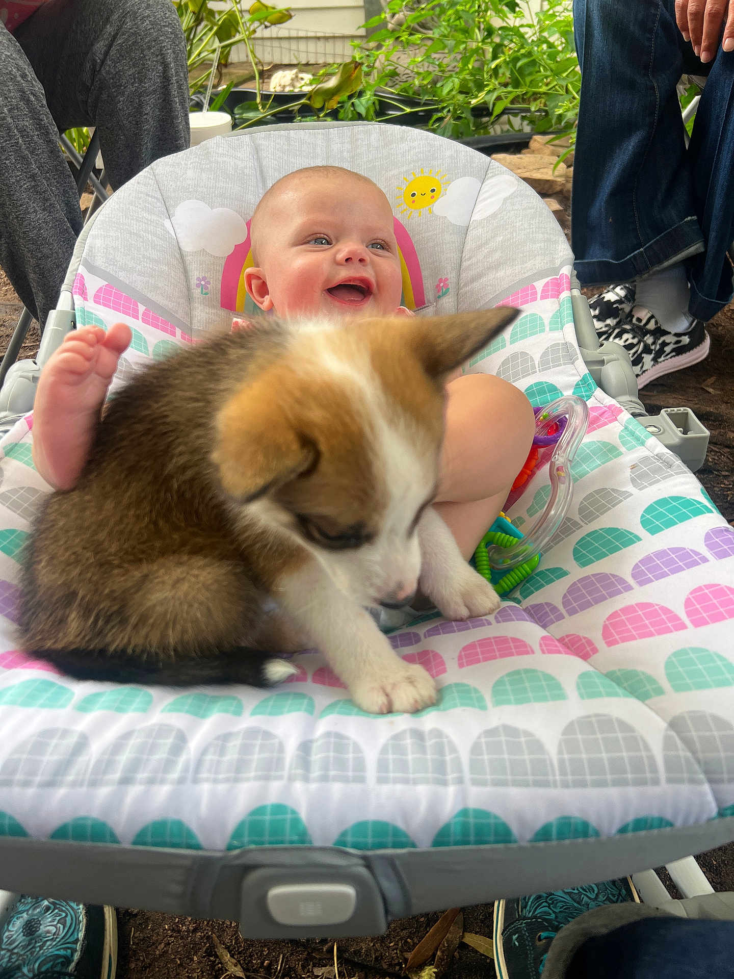 Paisley joined the competition — help win amazing prizes! baby, puppy, baby_chair, outdoor, happy, smiling, dog, pet, infant, toys, people, footwear, plants, nature, colorful, cute, playful, companionship, candid, joy