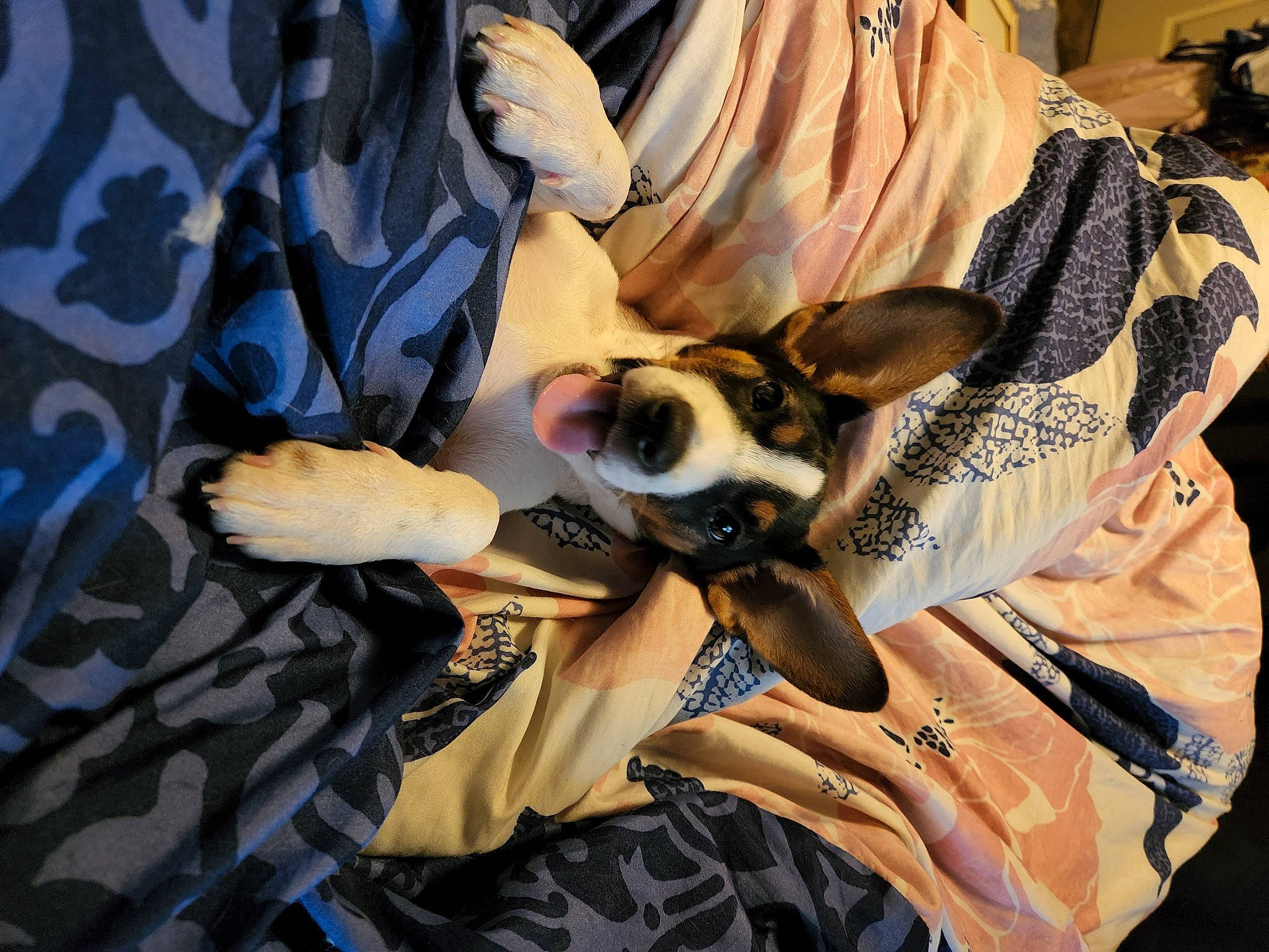 Josephena is registered to the contest to win money with this photo: canidae, carnivore, comfort, companion_dog, dog, dog_breed, eyewear, fawn, felidae, formal_wear, fur, goggles, human_leg, linens, pattern, sporting_group, sunglasses, textile, toy_dog, wood