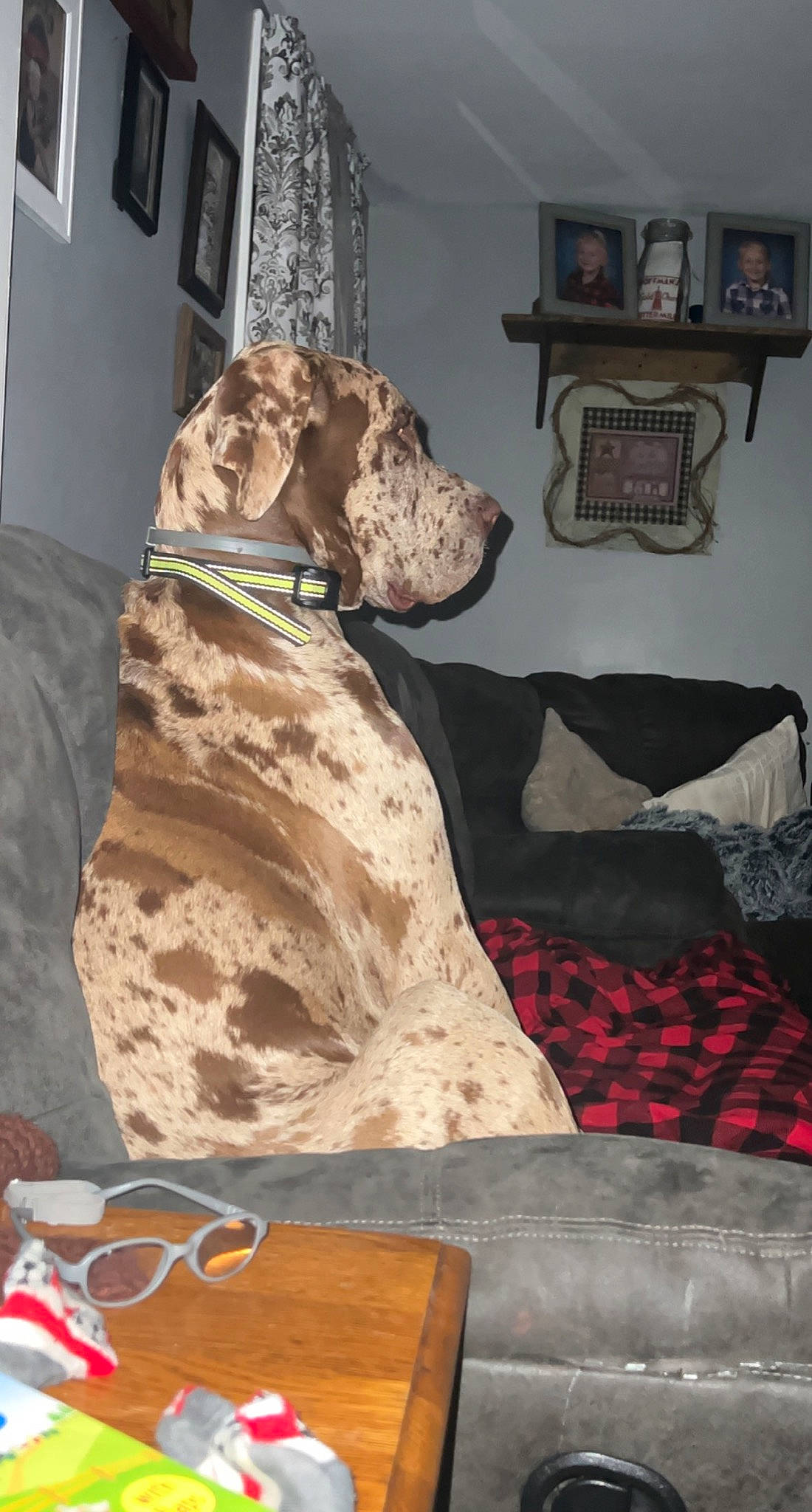 Mack joined the competition — help win amazing prizes! art, carnivore, comfort, companion_dog, couch, dog, dog_breed, dog_supply, fawn, flooring, great_dane, hardwood, linens, liver, picture_frame, studio_couch, table, wood, wood_stain, working_animal