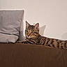 cat, tabby, pet, animal, feline, portrait, indoors, couch, sofa, pillows, home, living_room, relaxed, lying_down, staring, ears, whiskers, striped_fur, shadow, cozy