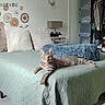 Loco participe au concours pour gagner de l'argent avec cette photo : cat, tabby_cat, pet, animal, bed, bedroom, blanket, pillow, furniture, indoors, lounging, lying_down, relaxed, gray_fur, striped_fur, whiskers, ears, portrait, home, closet