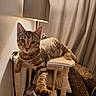 Loco participe au concours pour gagner de l'argent avec cette photo : cat, tabby_cat, kitten, animal, pet, feline, striped_fur, green_eyes, whiskers, pointed_ears, sitting, lying_down, stretching, front_paw, indoor, stool, lamp, curtains, furniture, cozy