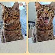 Loco a rejoint le concours — aidez-le/la à gagner de superbes lots ! cat, tabby_cat, feline, pet, animal, portrait, yawning, open_mouth, whiskers, ears, striped_fur, brown_fur, sitting, indoor, home, chair, cushion, side_by_side, funny, close_up