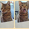 cat, tabby_cat, feline, pet, animal, portrait, yawning, open_mouth, whiskers, ears, striped_fur, brown_fur, sitting, indoor, home, chair, cushion, side_by_side, funny, close_up