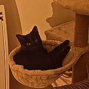 Gnocchi a rejoint le concours — aidez-le/la à gagner de superbes lots ! cat, black_cat, cat_hammock, cat_tree, pet, indoor, cozy, furniture, animal, relaxed, curious, home, warm_lighting, shadow, resting, fur, ears, whiskers, eyes, comfortable