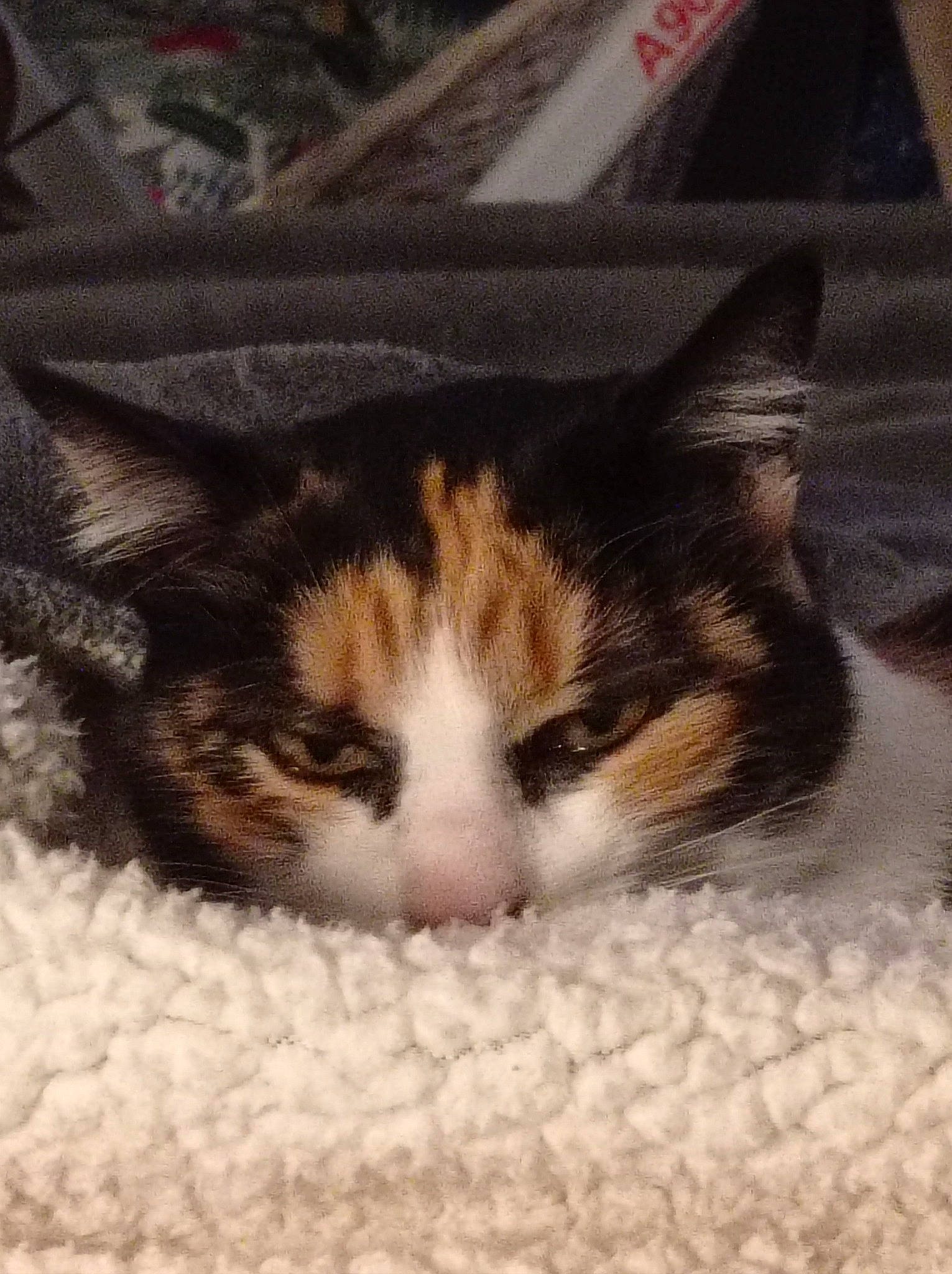 Moon a rejoint le concours — aidez-le/la à gagner de superbes lots ! carnivore, cat, claw, comfort, domestic_short_haired_cat, felidae, fur, nap, paw, sleep, small_to_medium_sized_cats, snout, tail, terrestrial_animal, whiskers, window, wood