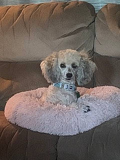 Millie Rose is registered to the contest to win money with this photo: bed, carnivore, comfort, companion_dog, couch, dog, dog_breed, dog_supply, fawn, fur, goldendoodle, labradoodle, maltepoo, pet_supply, poodle, puppy_love, standard_poodle, terrier, toy_dog, working_animal