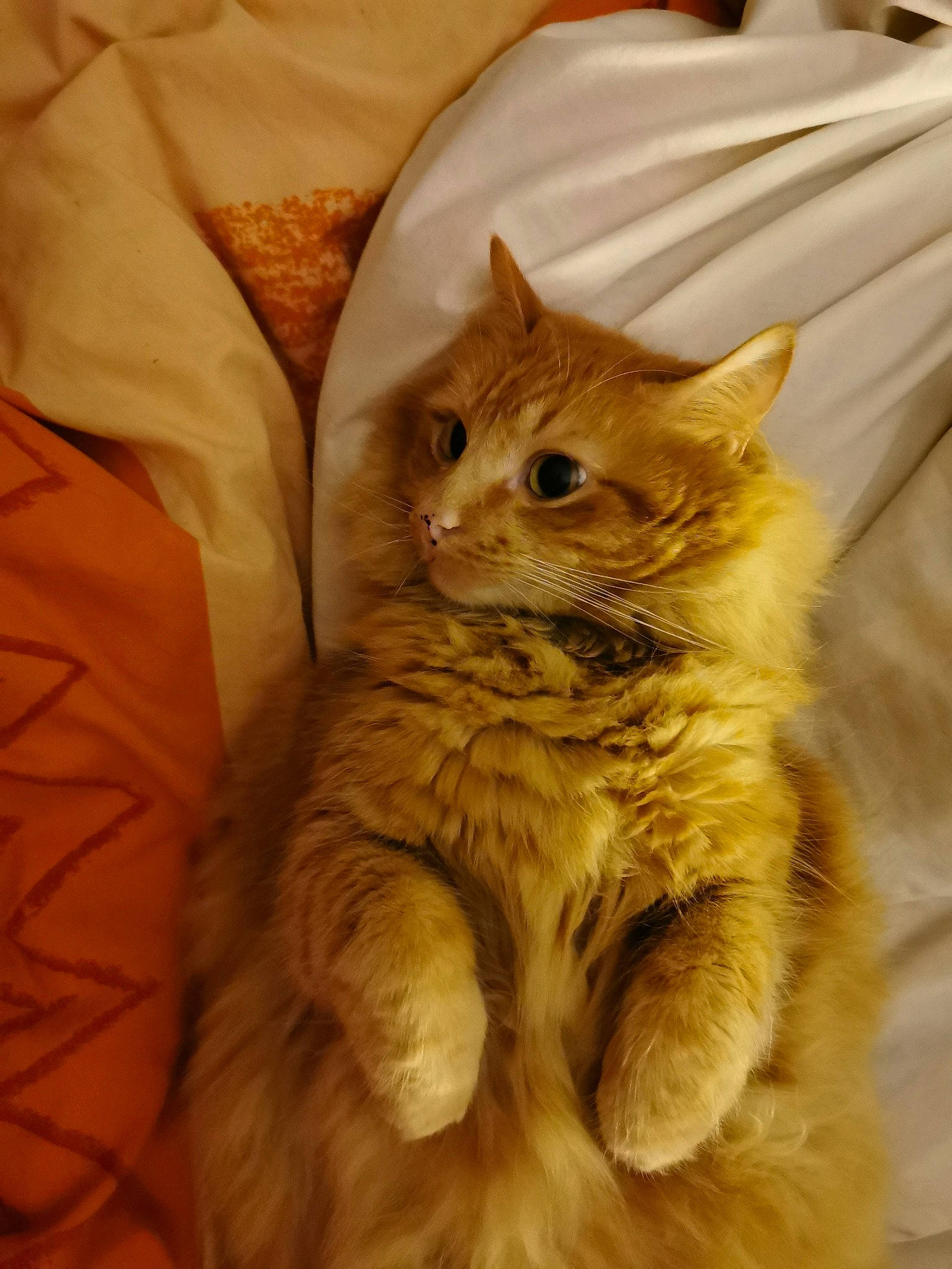 Gaspard a rejoint le concours — aidez-le/la à gagner de superbes lots ! carnivore, cat, claw, comfort, domestic_short_haired_cat, fawn, felidae, fur, paw, peach, small_to_medium_sized_cats, snout, tail, terrestrial_animal, whiskers