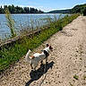 Loki a rejoint le concours — aidez-le/la à gagner de superbes lots ! dog, leash, walking_path, river, water, grass, trees, blue_sky, clouds, nature, outdoor, sunny, daytime, pet, canine, shadow, gravel, greenery, scenic, landscape