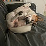 blanket, books, brown, canine, couch, cozy, dog, fur, home, indoor, leather, nap, paw, pet, playful, relaxed, resting, shelf, sleeping, white