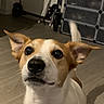 animal, attention, canine, companion, curious, cute, dog, domestic, ears, floor, furniture, home, indoor, looking_up, pet, scooter, storage_drawers, tail, white_and_brown, wooden_floor