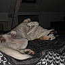 animal, bed, black_nose, blanket, canine, cozy, dark_room, dog, dog_teeth, funny_pose, fur, indoor, lying_down, paw, pet, relaxed, resting, skylight, sleepy, white_fur