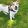 Loki participe au concours pour gagner de l'argent avec cette photo : dog, grass, outdoor, pet, canine, happy, tongue_out, ears_up, harness, white_coat, brown_spots, nature, summer, playful, animal, friendly, greenery, daylight, cute, standing
