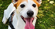 Loki participe au concours pour gagner de l'argent avec cette photo : dog, happy, tongue_out, ears, grass, outdoor, pet, animal, canine, playful, smiling, white_fur, brown_fur, collar, leash, closeup, portrait, daylight, nature, cute