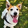dog, happy, tongue_out, ears, grass, outdoor, pet, animal, canine, playful, smiling, white_fur, brown_fur, collar, leash, closeup, portrait, daylight, nature, cute