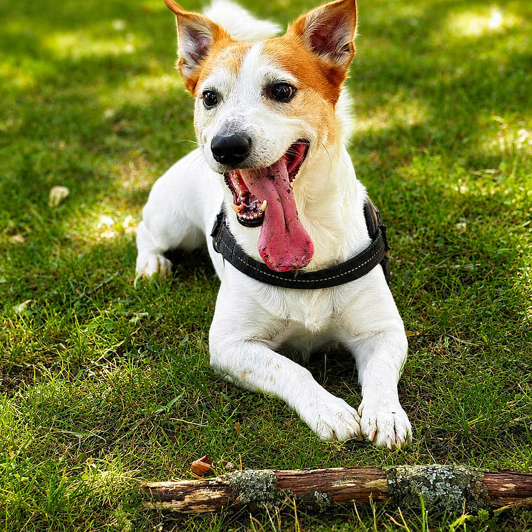 Loki participe au concours pour gagner de l'argent avec cette photo : dog, tongue, grass, outdoor, playful, pet, animal, canine, stick, happy, nature, summer, sunlight, ears, fur, collar, resting, tongue_out, muzzle, alert