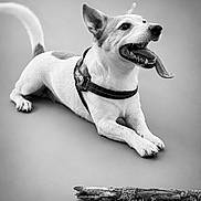 Loki a rejoint le concours — aidez-le/la à gagner de superbes lots ! dog, canine, pet, animal, tongue_out, happy, playful, black_and_white, stick, lying_down, fur, ears, collar, mouth_open, teeth, studio, portrait, cute, domestic, smiling