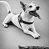 dog, canine, pet, animal, tongue_out, happy, playful, black_and_white, stick, lying_down, fur, ears, collar, mouth_open, teeth, studio, portrait, cute, domestic, smiling