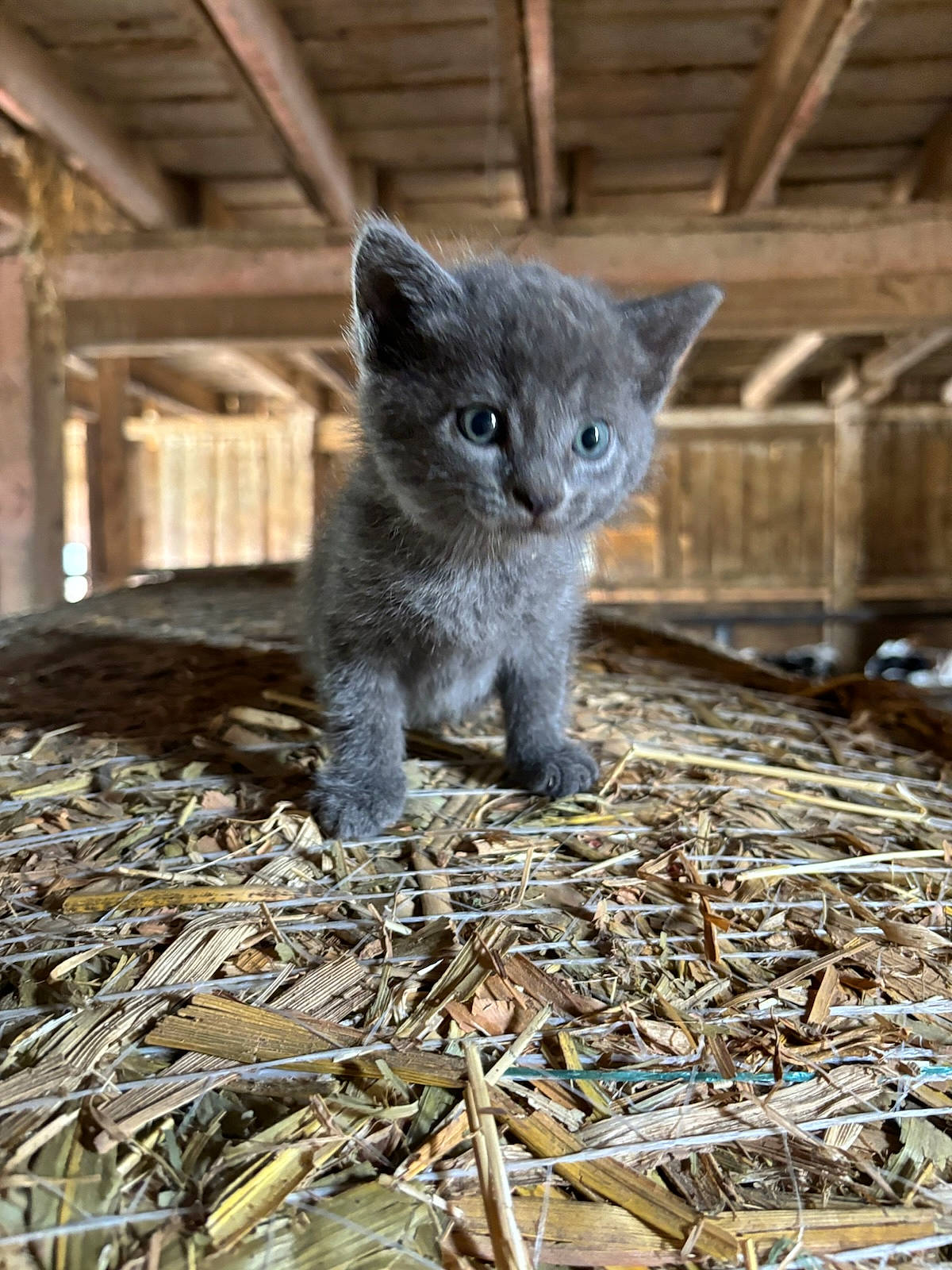 Jellybean joined the competition — help win amazing prizes! black_cat, carnivore, cat, claw, domestic_short_haired_cat, eye, felidae, fur, grass, pet_supply, plant, russian_blue, small_to_medium_sized_cats, snout, soil, tail, terrestrial_animal, whiskers, wildlife, wood
