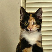Biscuit is registered to the contest to win money with this photo: cat, calico, kitten, pet, animal, feline, fur, ears, whiskers, eyes, window, blinds, indoor, curious, sitting, closeup, portrait, cute, domestic, young