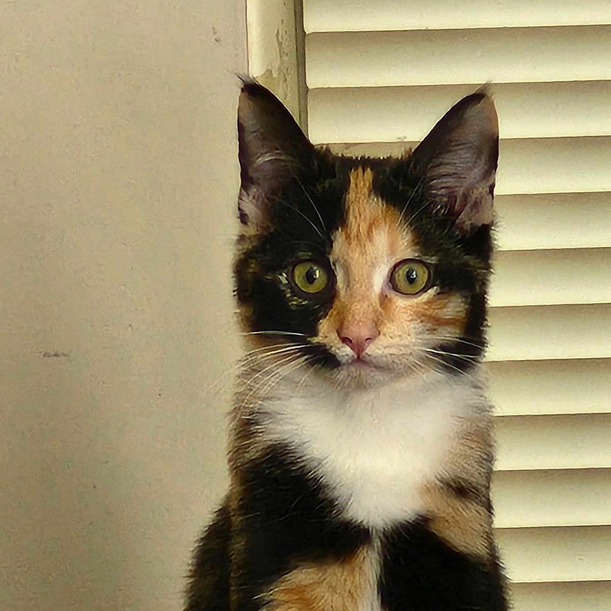Biscuit
