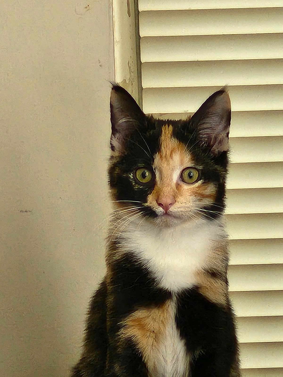 Biscuit