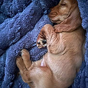 Dolly joined the competition — help win amazing prizes! puppy, dog, sleeping, blanket, cozy, fur, cute, pet, animal, curled_up, snout, paw, ears, resting, soft, indoor, relaxed, young, companion, adorable