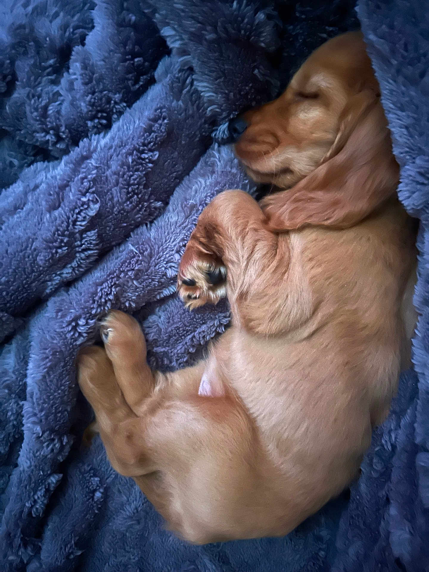 Dolly